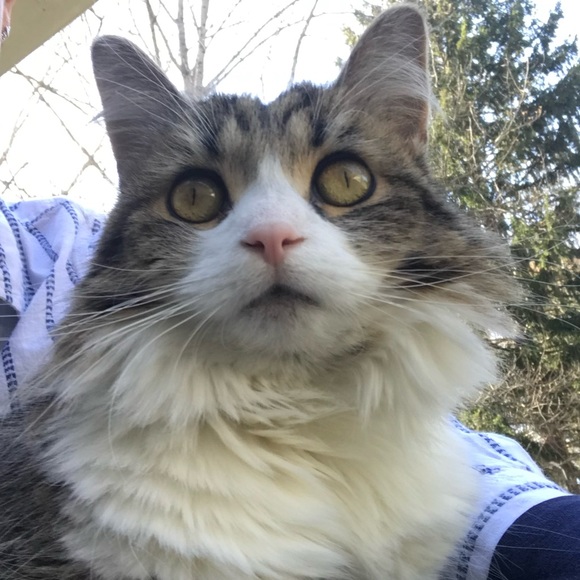 Like this post to bookmark my closet. ❤️❤️ - Picture 2 of 2